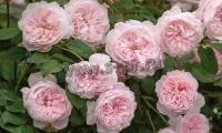 rosa_rambler_mix