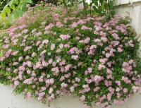 spiraea_japonica_little_princess_1