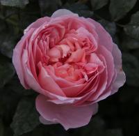 Роза Dames de Chenonceau