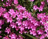 phlox_subulata_janusz