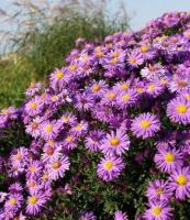 aster_dumosus_blaue_laguna