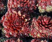 sempervivum_palisander