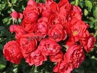 rosa_sorrento