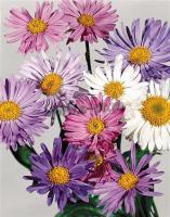 aster_alpinus_in_sorts_1