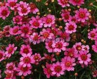 coreopsis_garnet