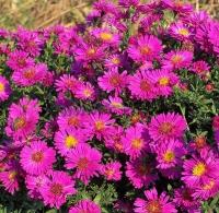 aster_dumosus_kassel