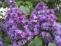 syringa_vulgaris_victor_lemoin