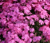 phlox_subulata_mcdaniel_s_cusion_1