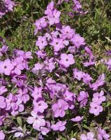 phlox_stolonifera_millstream