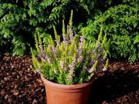 calluna_vulgaris_david_hagenaars