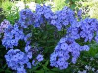 phlox_paniculata_blue_paradise_1