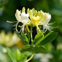 lonicera_periclymenum_scentsation_2