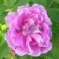 rosa_therese_bugnet_1