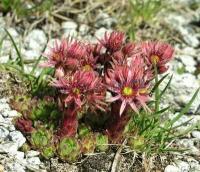 sempervivum_sp