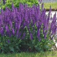 salvia_nemorosa_mainacht