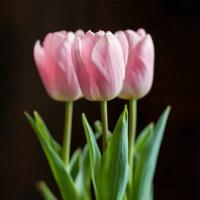 Тюльпан Light Pink Prince  - фото саженцы, для посадки 