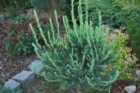 larix_laricina_tharandt2