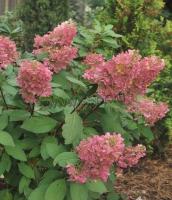 hydrangea_paniculata_pink_lady_2