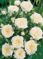 rosahoneymilk