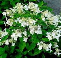 hydrangea_paniculata_praecox