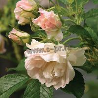 rosa_polareis_1