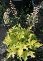 heuchera_gold_strike