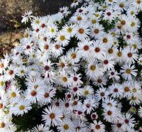 aster_dumosus_schneekissen