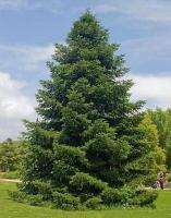 abies_amabilis
