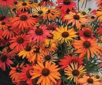 echinacea_purpurea_hot_summer_1