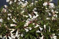 weigela_florida_black_and_white_1