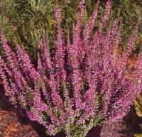 calluna_vulgaris_amethyst_