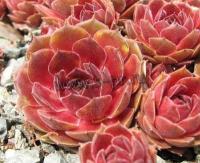 sempervivum_turmalin