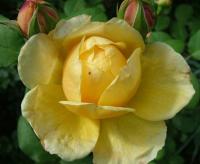 Rosa Comtesse de Champagne (E)