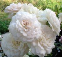 Rosa Francine Austin (Е)