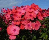 phlox_paniculata_spitfire