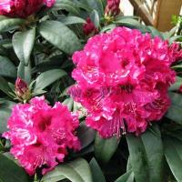 rhododendron_marie_forte
