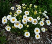 aster_alpinus_albus