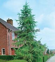 larix_decidua_fastigiata