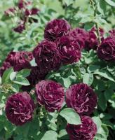 rosa_cardinal_de_richelieu_2
