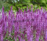 salvia_nemorosa_amethyst