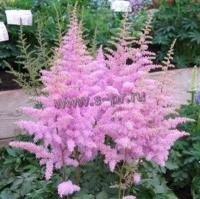 astilbe_arendsii_flamingo