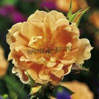 rosa_bridge_of_sighs