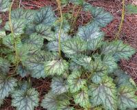 heuchera_ring_of_fire