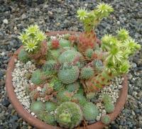 sempervivum_ciliosum_borisii
