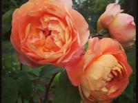 Rosa Lady Emma Hamilton (Е)