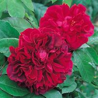 rosa_the_dark_lady