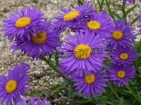 aster_alpinus_dunkle_schone