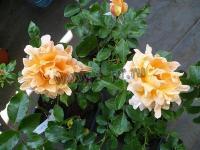rosa_ruffles_dream