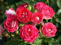 rosa_schoene_koblenzerin