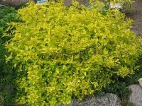 spiraea_japonica_golden_elf_1